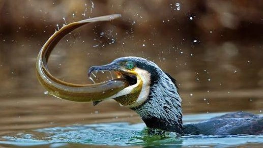 "Troppi cormorani, è un disastro. Divorano il pesce della laguna"