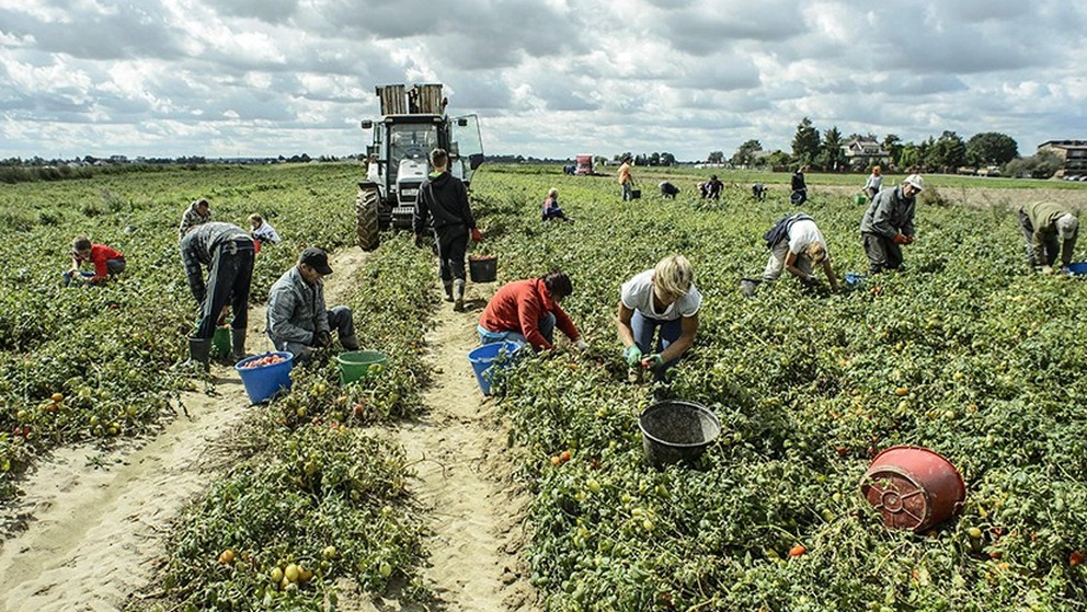 Il lavoro di raccolta nei campi