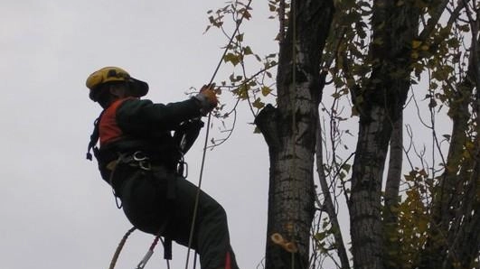 Piante pericolose sulle linee Enel. Oggi interventi di potatura