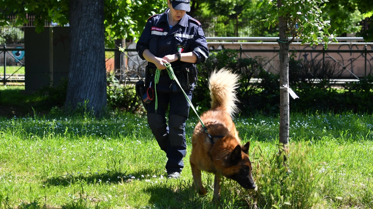 Individuati oltre 6 kg di droga grazie al fiuto dei tre cani in forze alla polizia municipale