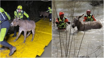 Ottanta asini prigionieri nell’Arno che si alza: salvati con ponte costruito sul momento