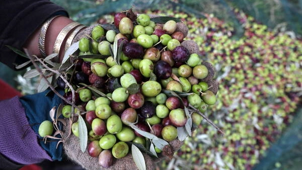 Tantissime olive, ma la resa è bassa (Foto Ansa)