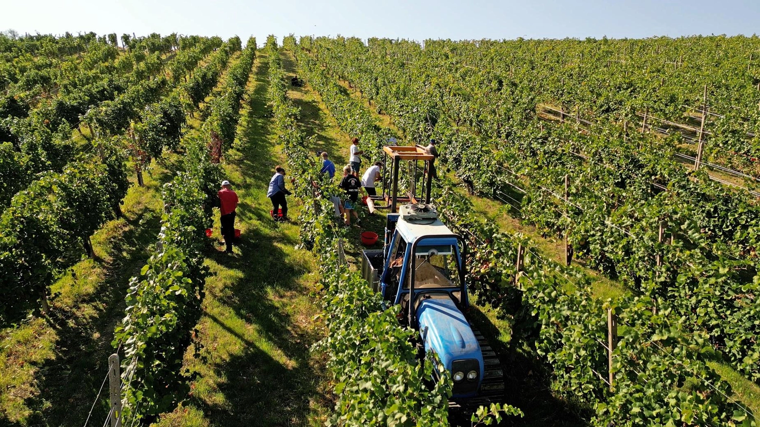 Fra tradizione e nuove tecnologie. La vendemmia della Tenuta Mariani: "Il problema resta la manodopera"