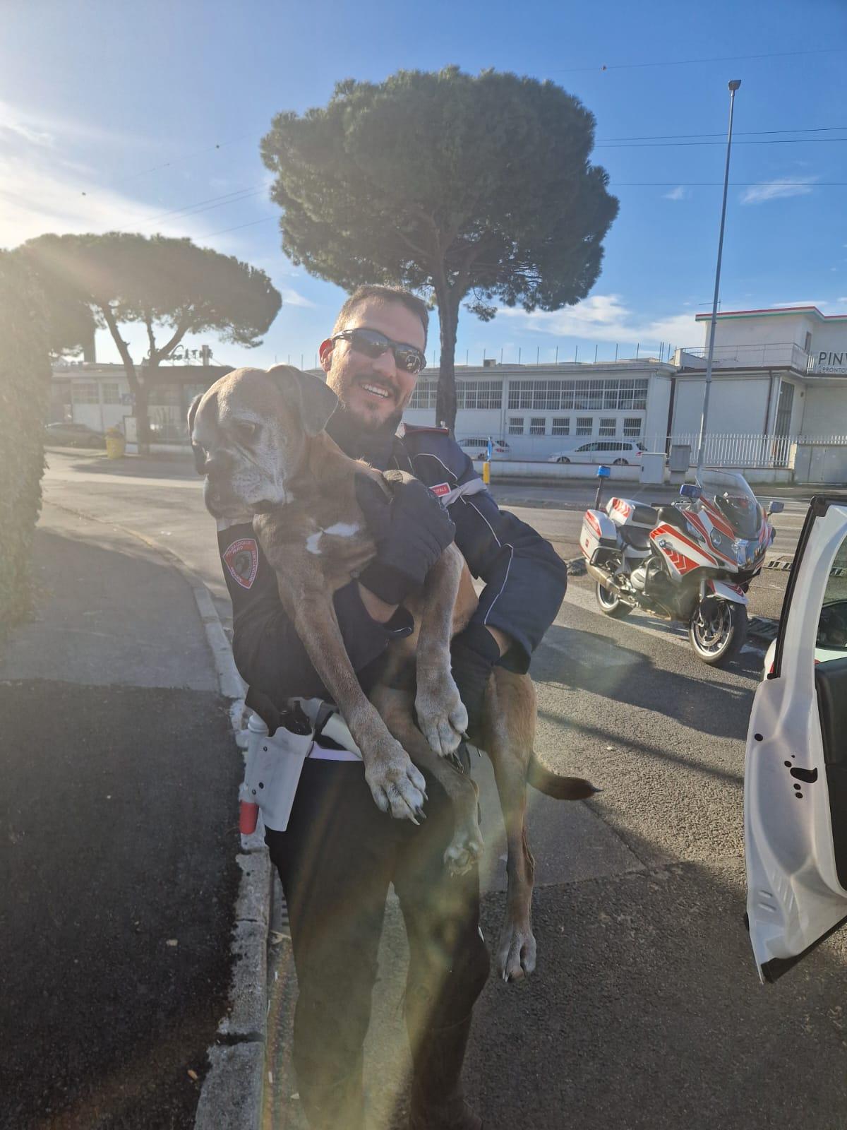 Prato, cane in mezzo al traffico salvato dalla Municipale