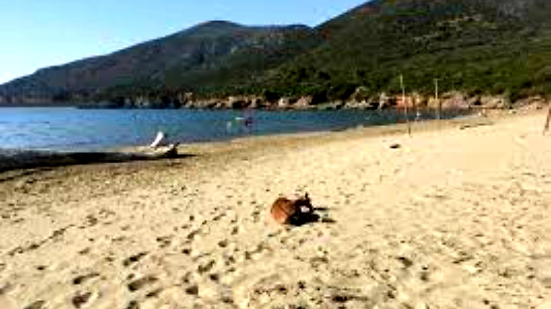 La spiaggia di Cala di Forno (foto Ansa) 