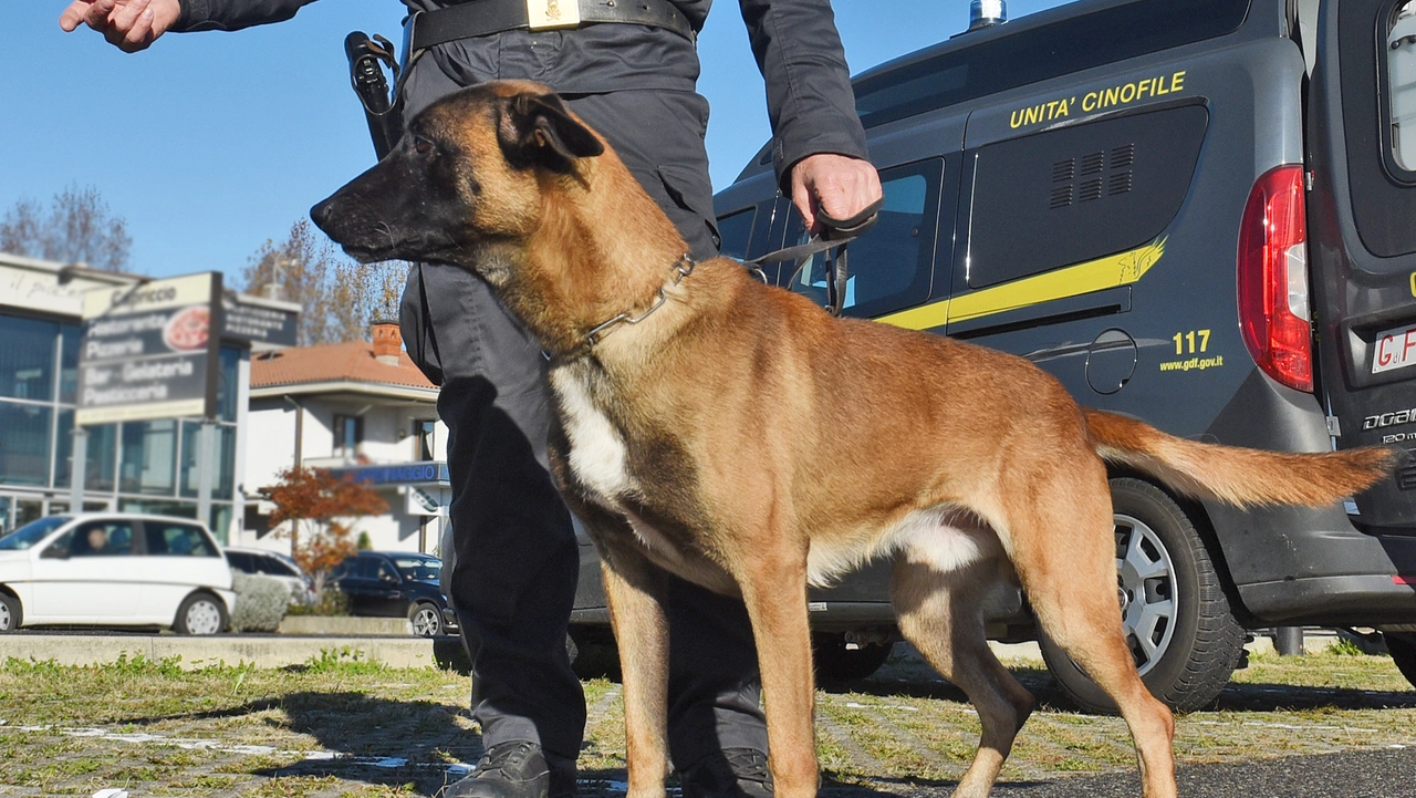 Un cane antidroga della Guardia di finanza (foto d'archivio)