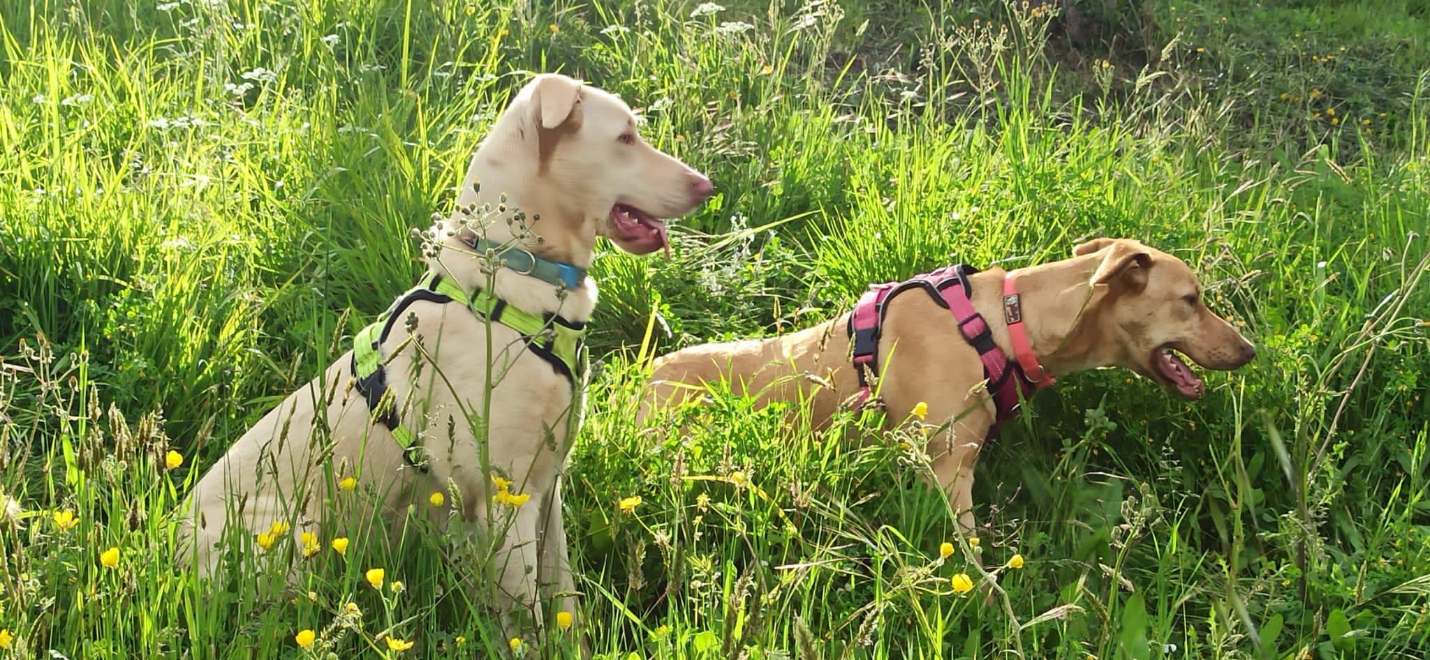 Cani intossicati dagli stupefacenti, è allarme nella Pineta di Levante