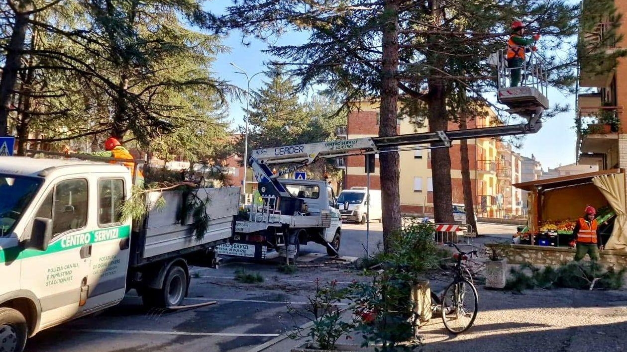 Verde pubblico e sicurezza in città. Iniziata la potatura degli alberi