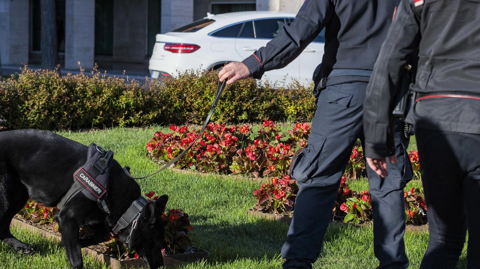 Cane aggredisce passante. Salvato da un automobilista