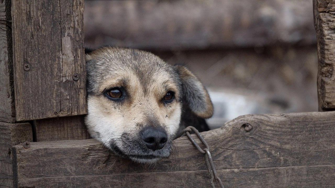 La polizia locale spezzina ha salvato altri due cani