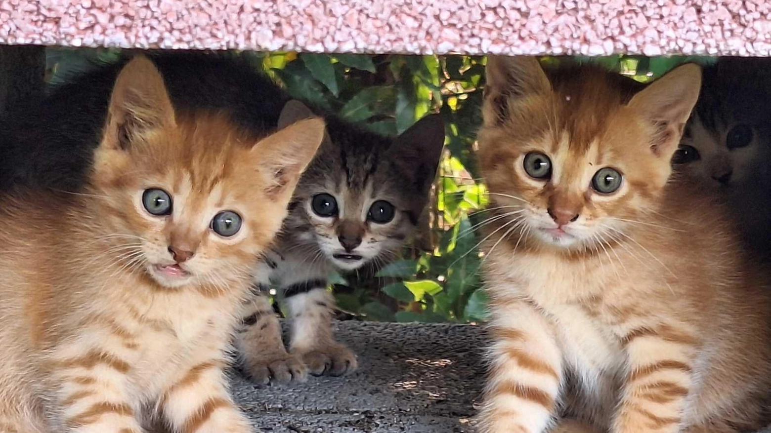 Gattini spariti nel nulla: "Avevamo cinque micetti. Da lunedì non si trovano"