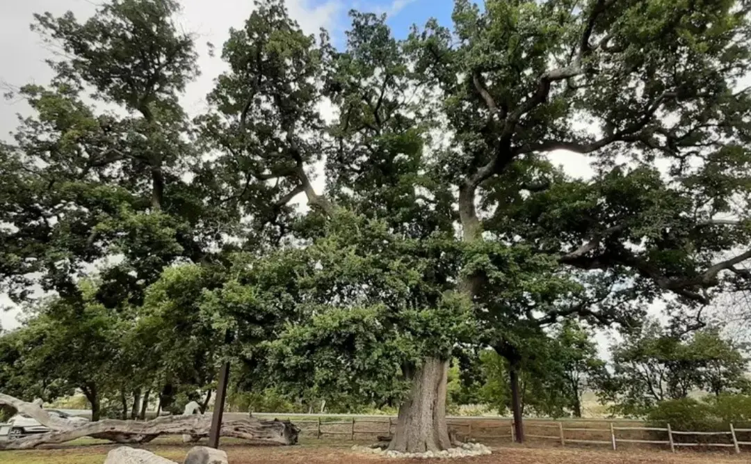 Giornata degli alberi, sapete che in Toscana c’è quello più alto d’Italia?