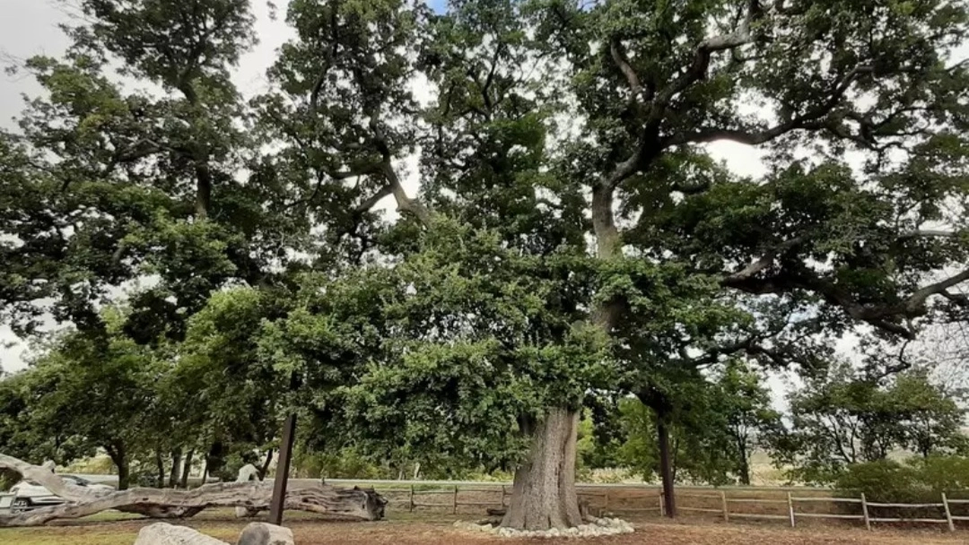 Albero monumentale (foto Ansa)