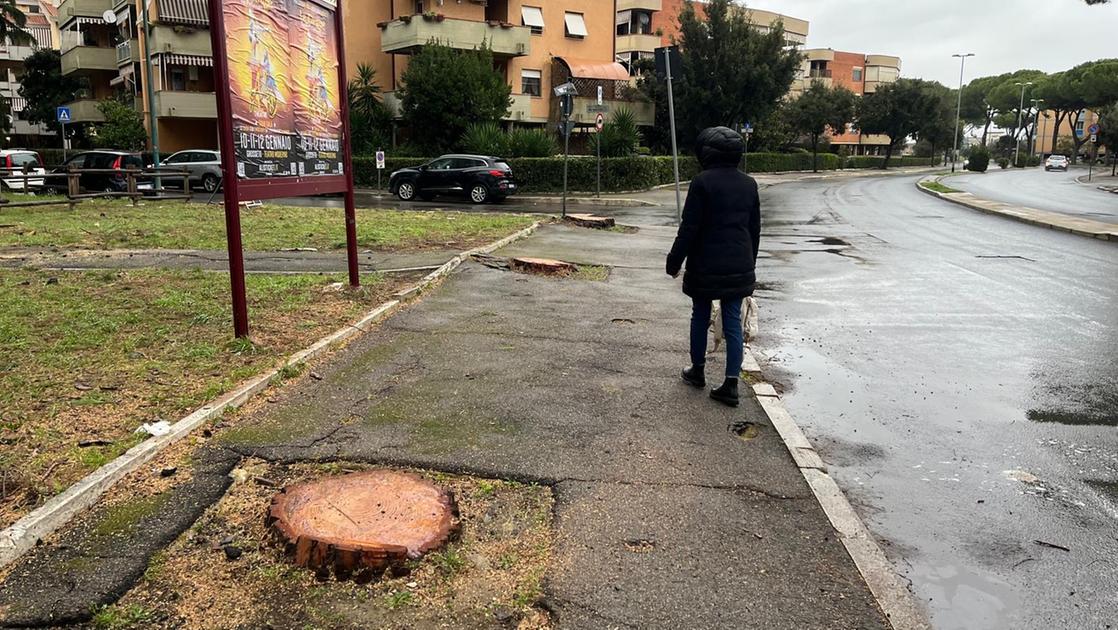 Ambientalisti sul piede di guerra: “Alberi abbattuti vicini al parco, vogliamo le perizie tecniche”