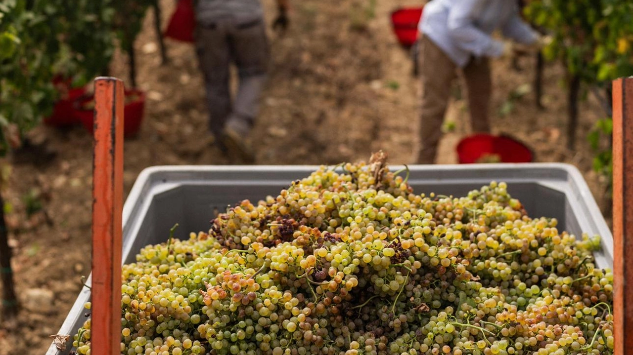 Sarà un’annata ottima. In alcune zone grappoli già in cantina. S’incrociano le dita per il meteo