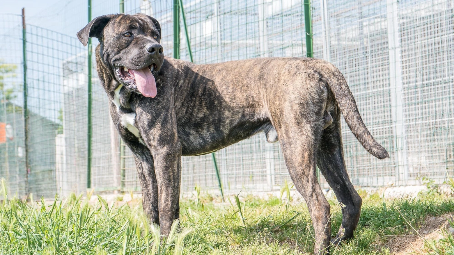 Ren, muscoli e timidezza. In canile dall’età di 6 mesi