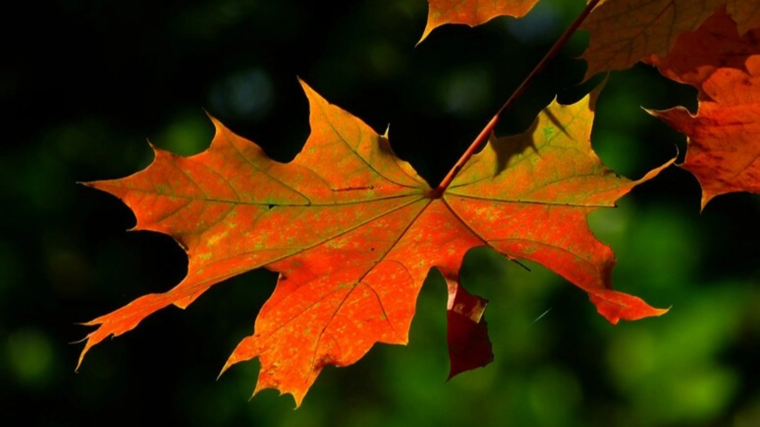 Autunno (foto Ansa)