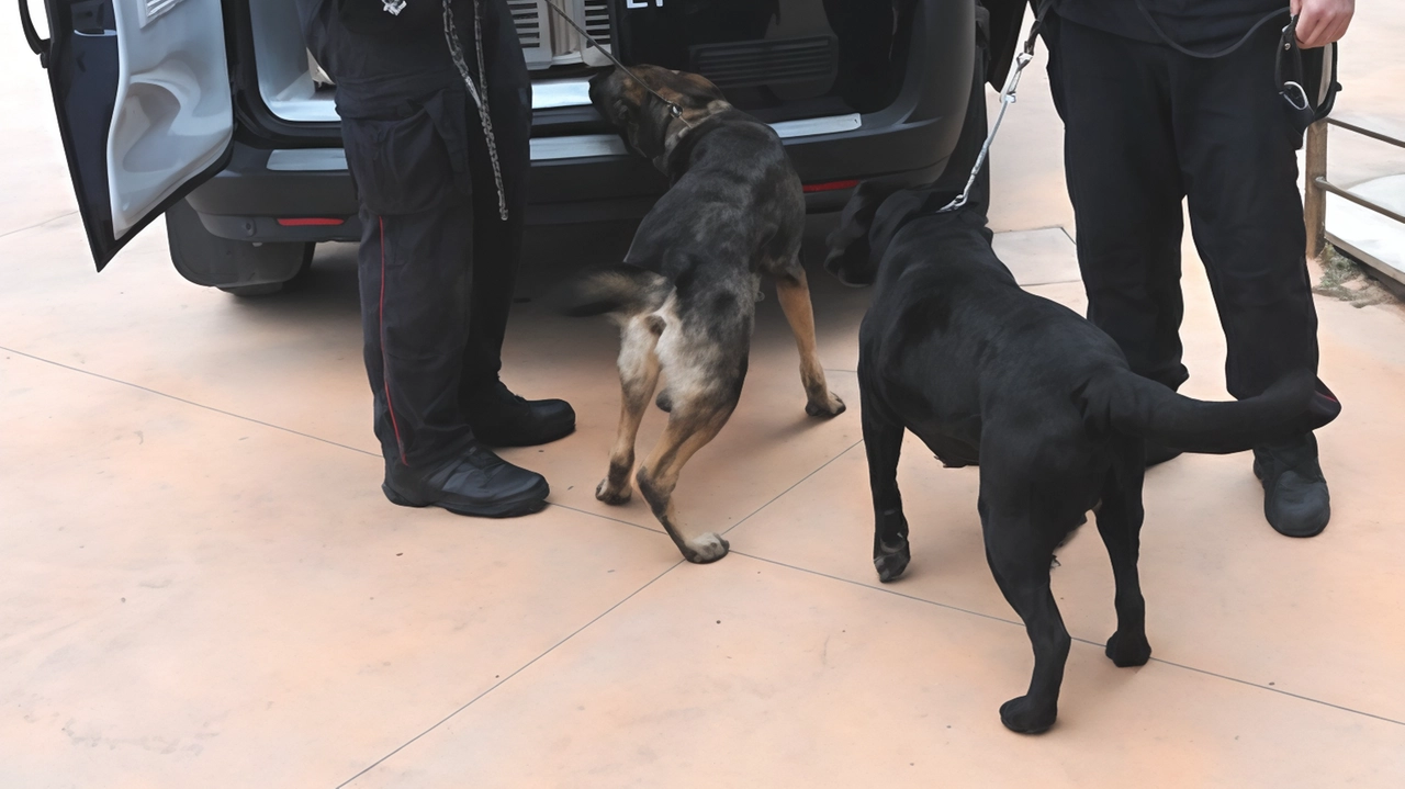 L’istituzione di un’unità cinofila della polizia penitenziaria, è tra le richieste avanzate dal Sappe per il carcere di Sollicciano