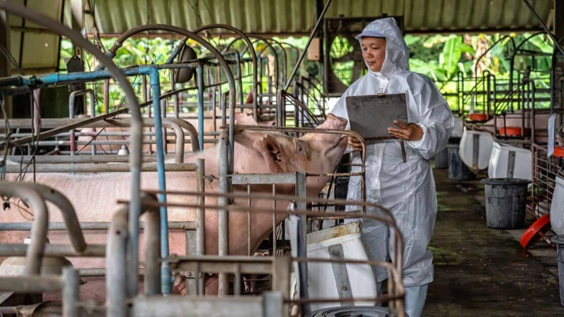 Servizio veterinario pubblico. Animali e sicurezza alimentare