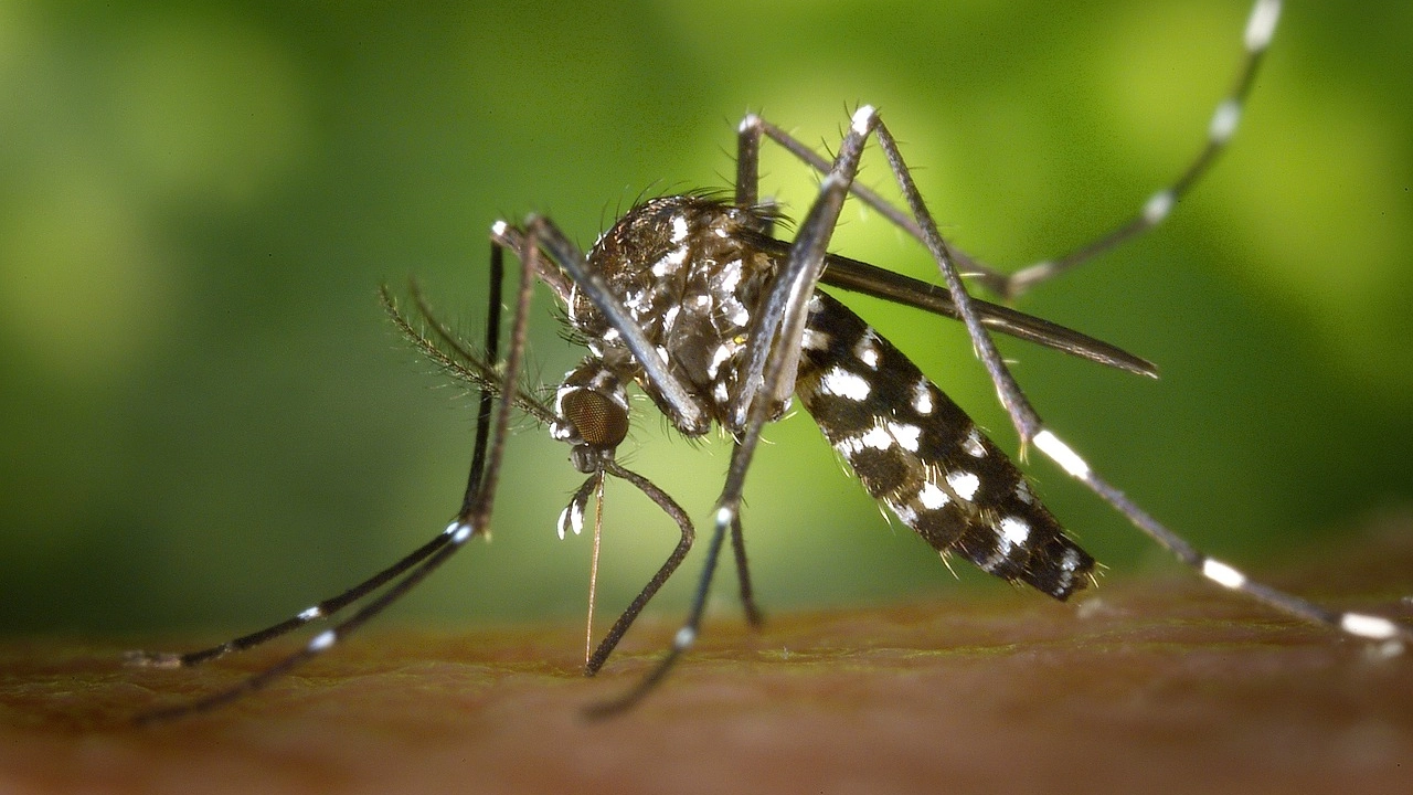 La febbre Dengue è una malattia virale che si trasmette con la puntura delle zanzare: