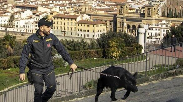 Geremy, il cane antidroga, lascia un'eredità di successi nella lotta contro la droga