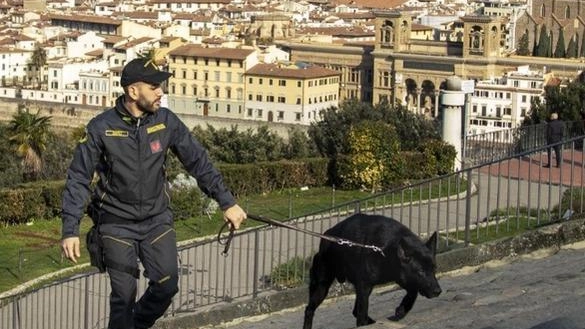 Il suo fiuto era riconosciuto in tutta la Toscana per aver contribuito al sequestro di 10 chili di cocaina e...