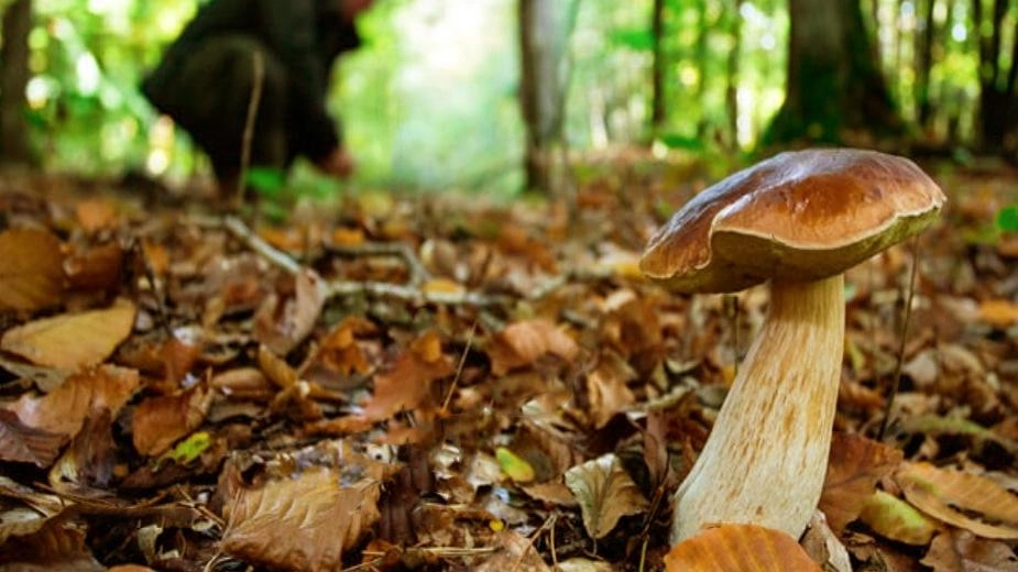 I forestali hanno intensificato i controlli sulla raccolta dei funghi (. foto d’archivio