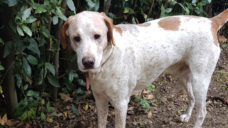 Sparito Poldo, anziano cane sordo. La famiglia vuole cercarlo coi droni, ma glielo vietano