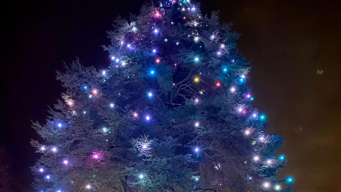 Albero da record in Versilia, è il cedro del Libano alto oltre 30 metr