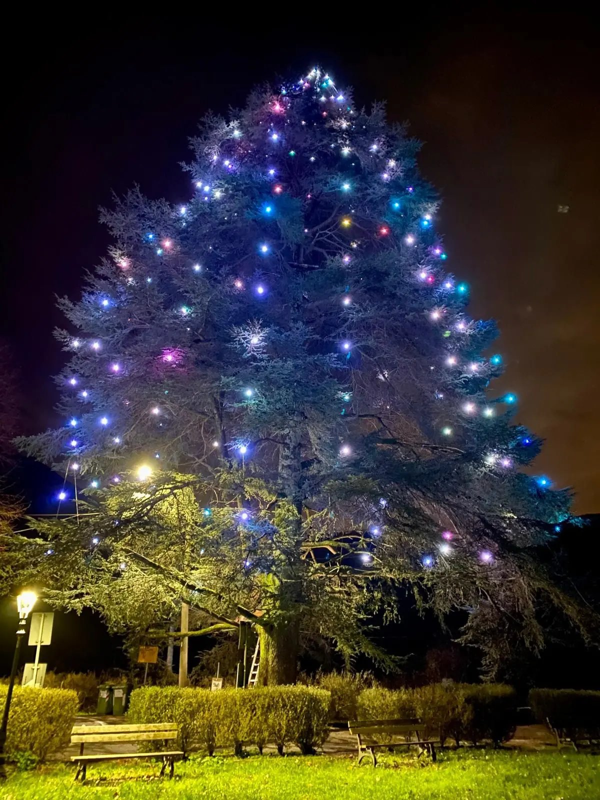 Albero da record in Versilia, è il cedro del Libano alto oltre 30 metr