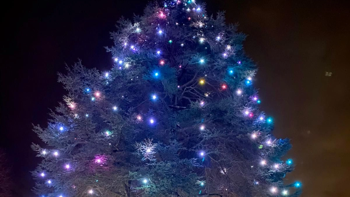 Il cedro di Stazzema è uno tra gli alberi natalizi naturali non recisi più alti in Toscana