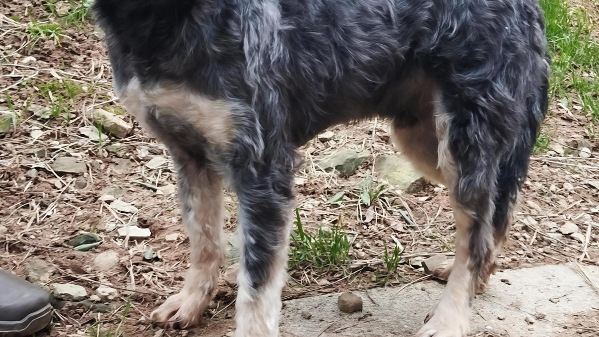 Uno dei cagnolini salvati col sequestro