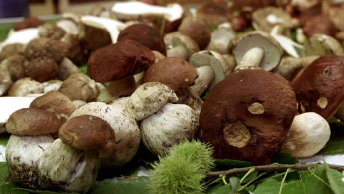 Raccolta funghi in Toscana (Foto Ansa)