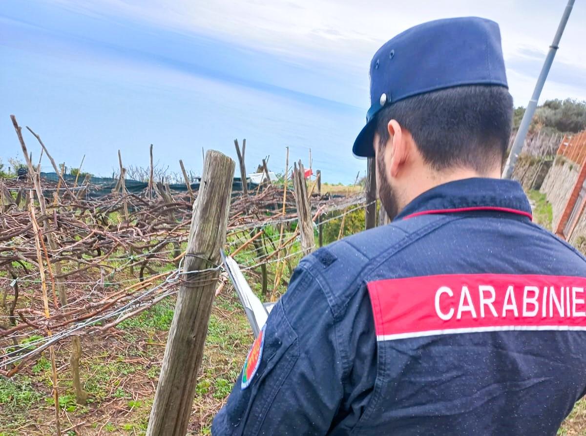 Cinque Terre: nel 2024 prodotti 64mila litri di vino doc in meno