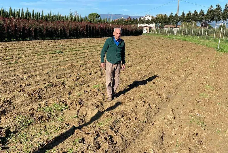 Razzia di notte nei vivai della Piana. Rubati diecimila aceri e magnolie