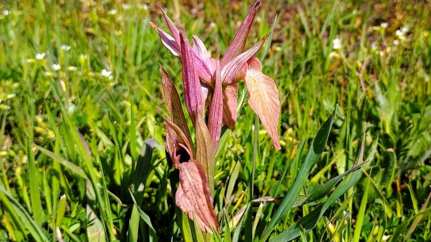 Orchidee minacciate. Allarme di Lipu e Wwf