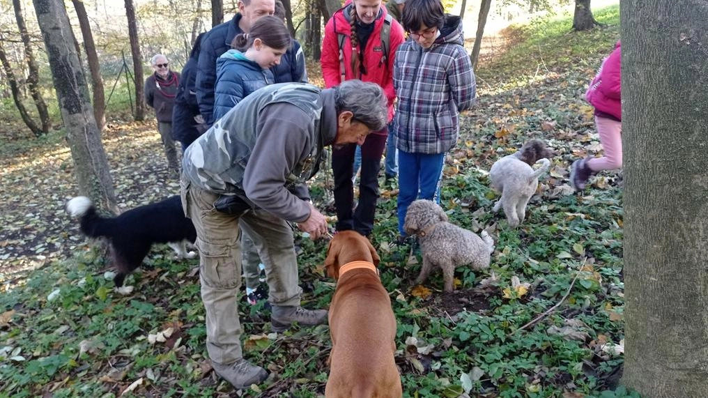 Autorizzata a San Giovanni, in località Vacchereccia, la realizzazione di una tartufaia coltivata che produrrà tuberi anche pregiati