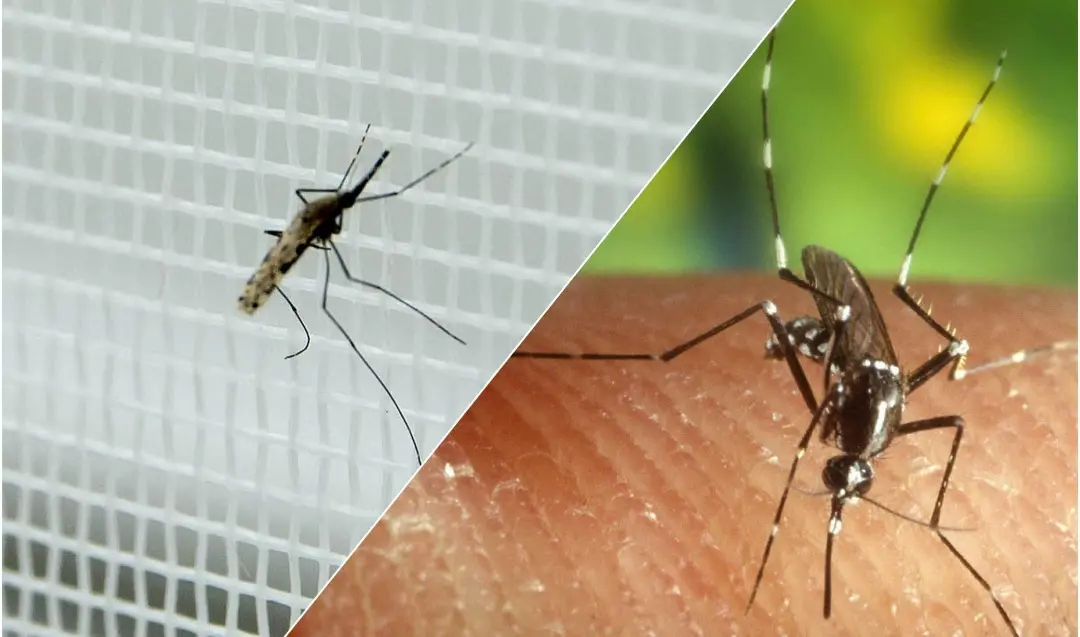 Primo caso autoctono di febbre Dengue in Toscana