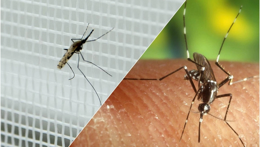 Zanzare e Dengue in Italia: il bollettino Iss