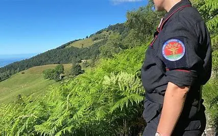 Raccolgono funghi nel bosco senza tesserino, otto sanzionati dai carabinieri