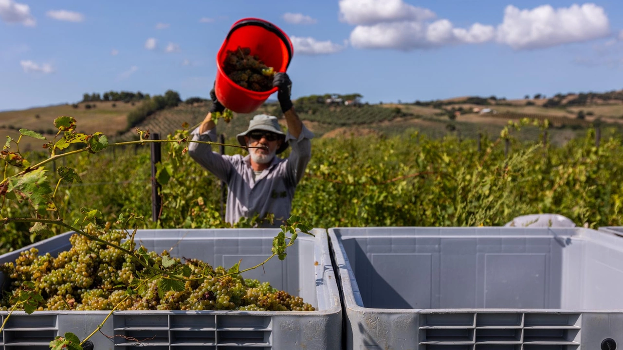 Maremma, vendemmia al via in anticipo a causa del grande caldo (Foto di repertorio)