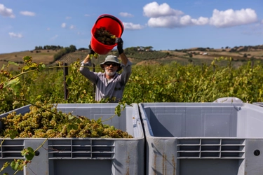 Caldo, in Maremma si anticipa la vendemmia. “Buono lo stato dell’uva e aumenta la quantità”