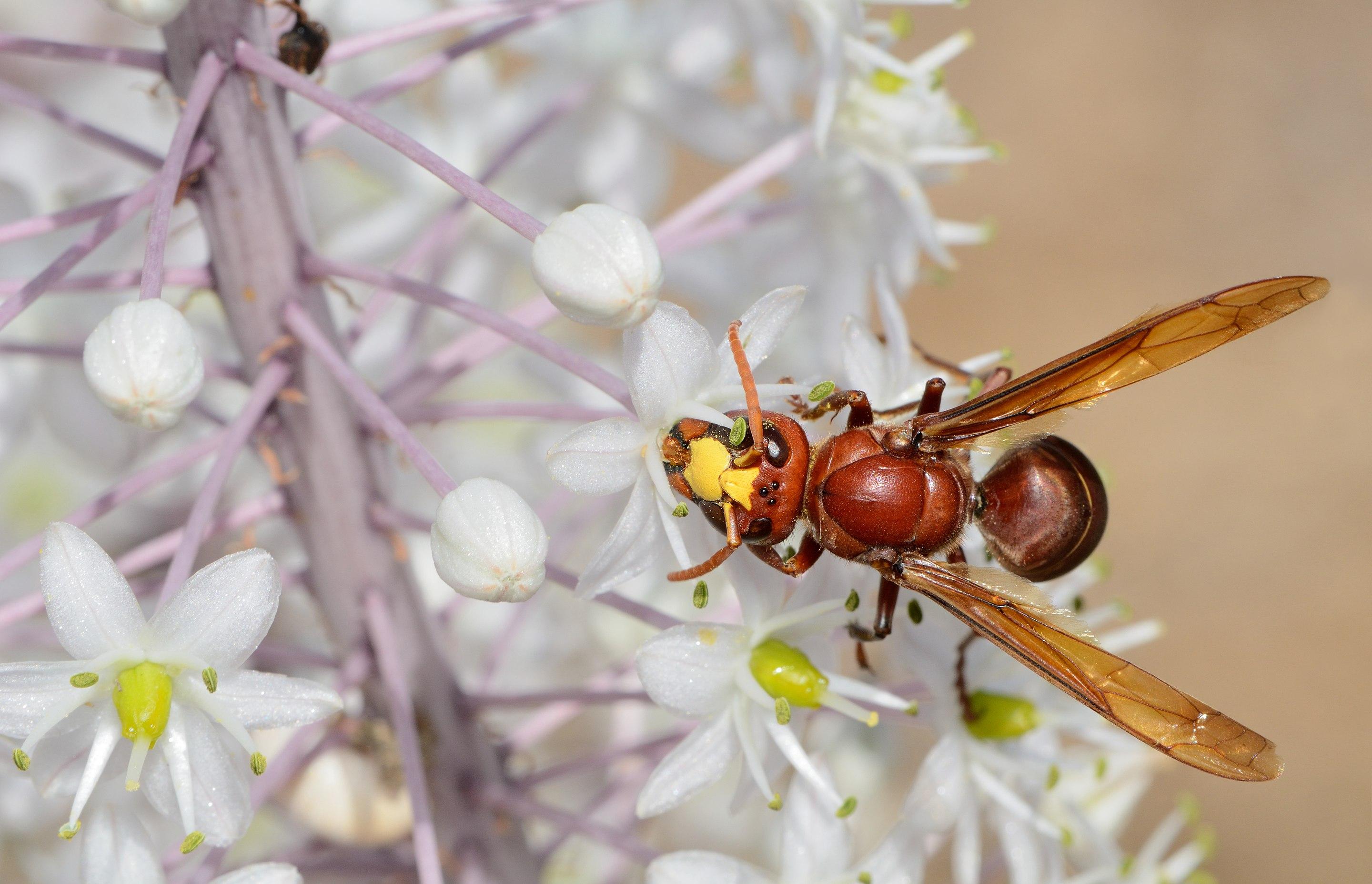 Vespa orientalis 