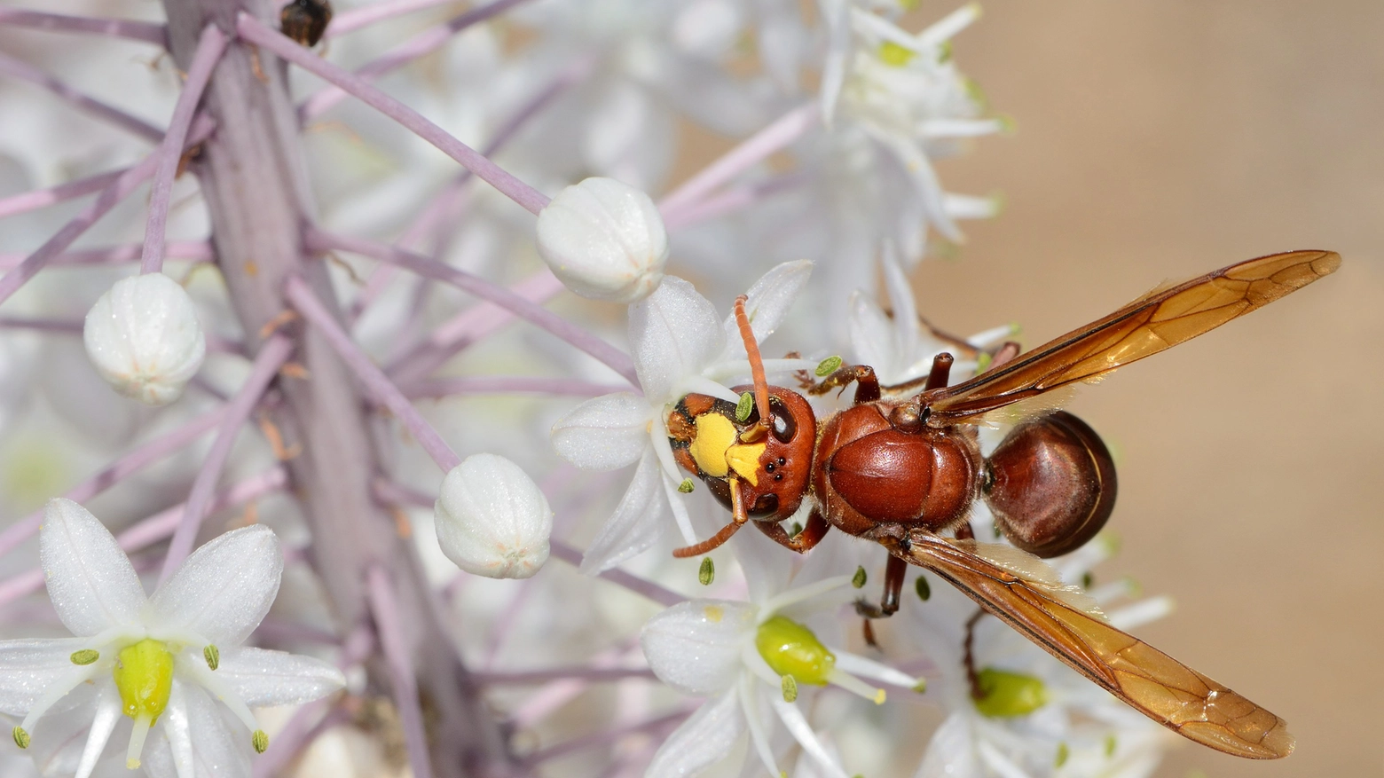 La Vespa orientalis