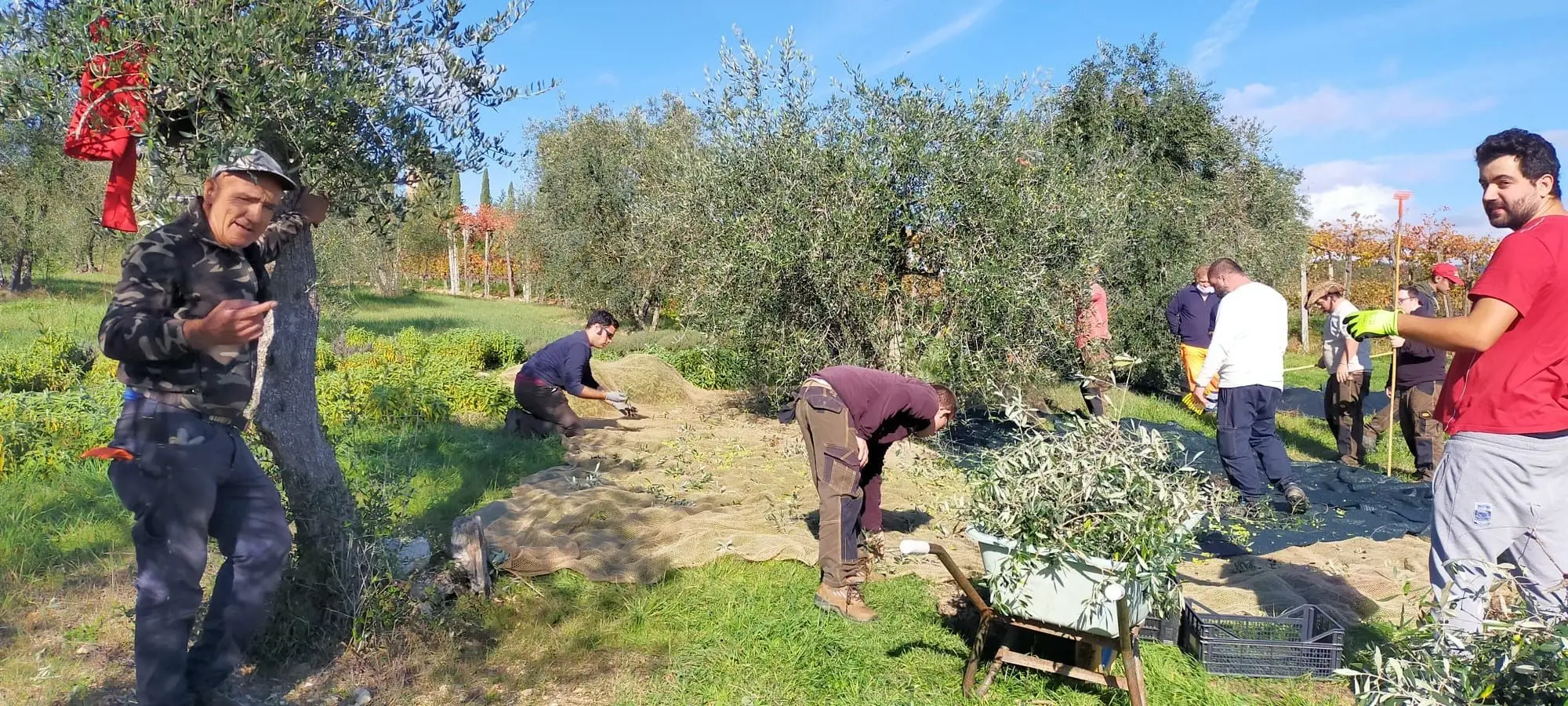 Meno 10 al “La grande festa dell’olio nuovo in Valdichiana” in programma il 16 e 17 novembre