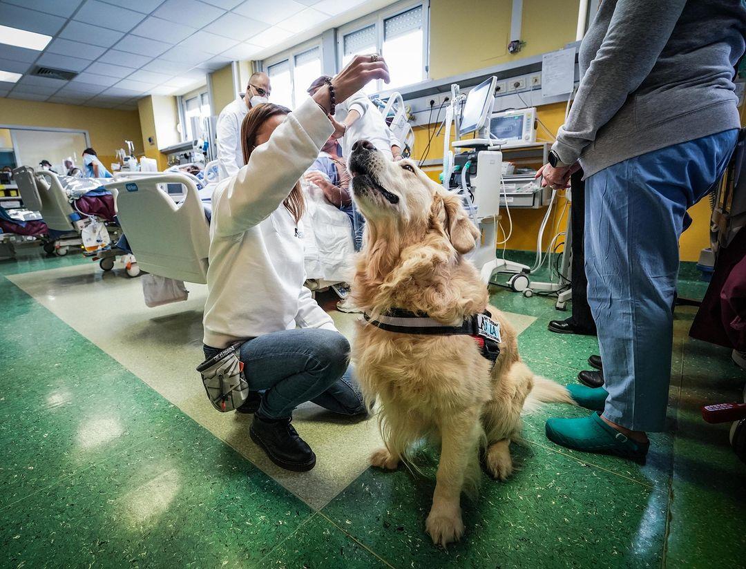 Toscana, cani e gatti in ospedale: potranno far visita ai padroni ricoverati