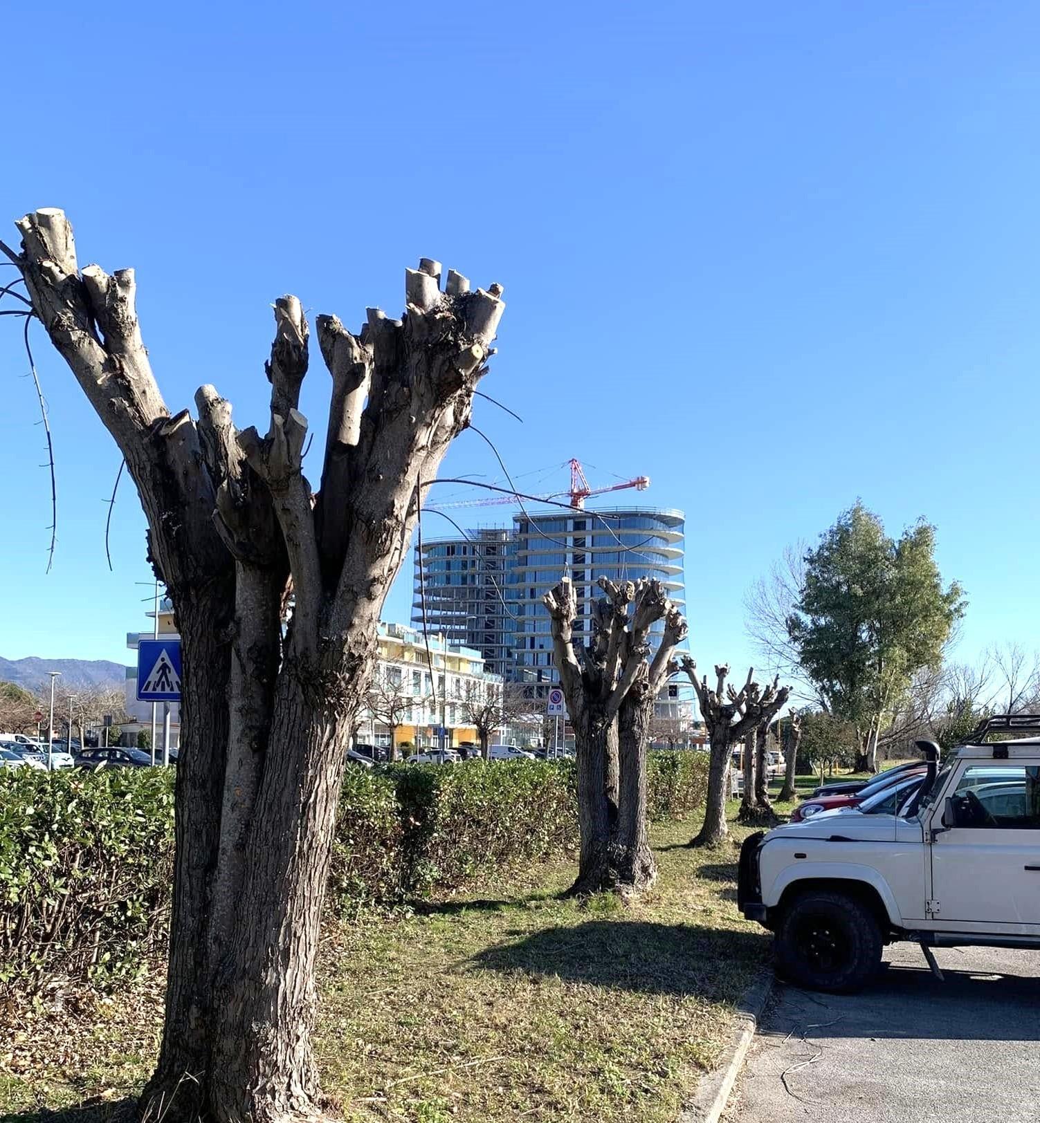 "Stop violenza sugli alberi" Oltre 550 iscritti