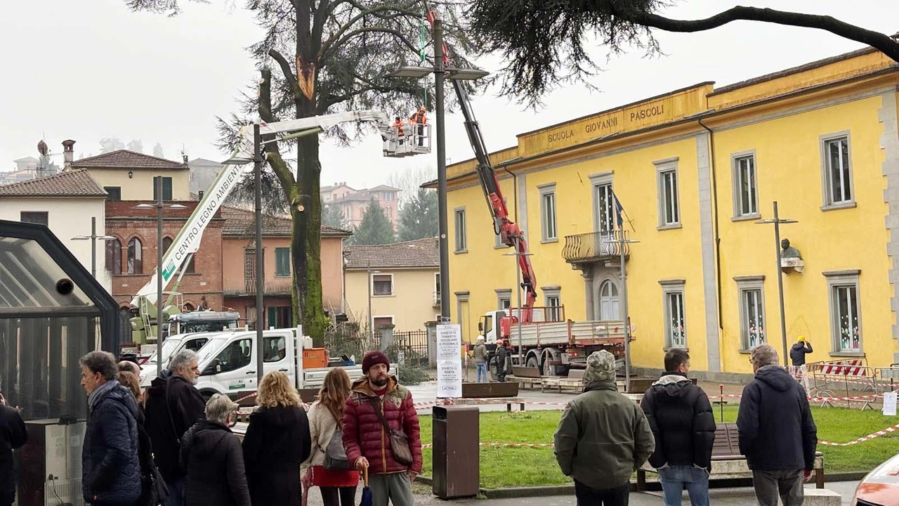 Una piccola folla di curiosi ha assistito alle operazioni di taglio dei cedri