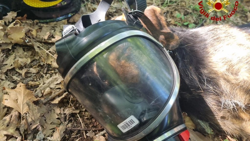 Il cane con la maschera per l'ossigeno (Foto vigili del fuoco)