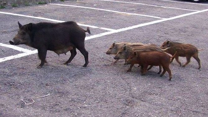 Un gruppo di cinghiali